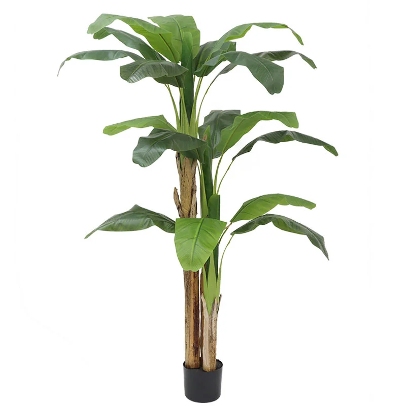 180cm/210cm Large Banana Tree  - Bonsai Garden Restaurant ulasan dan harga