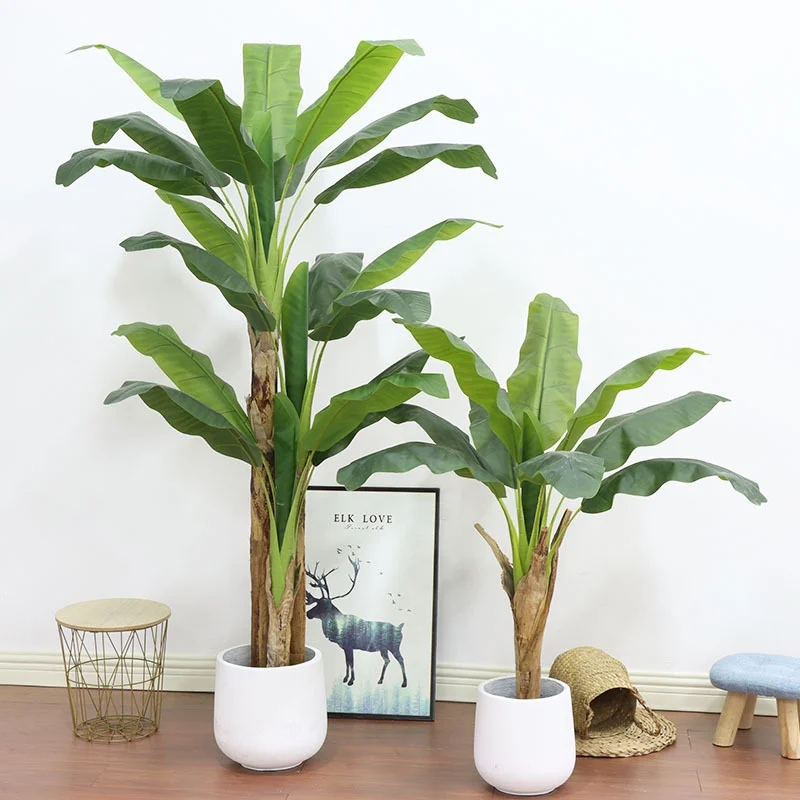 180cm/210cm Large Banana Tree  - Bonsai Garden Restaurant ulasan dan harga