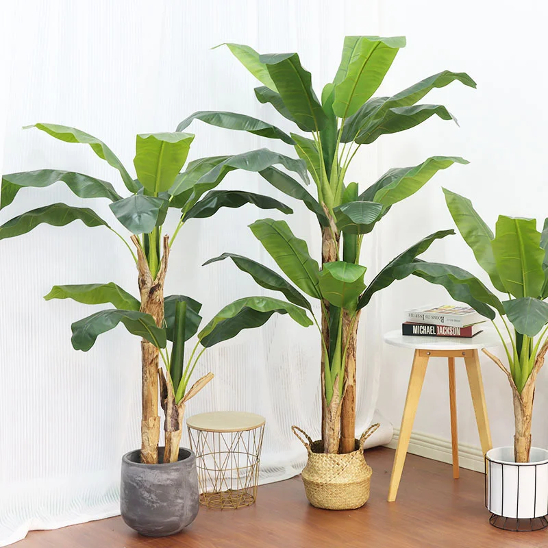 180cm/210cm Large Banana Tree  - Bonsai Garden Restaurant ulasan dan harga